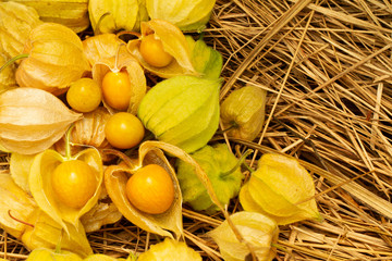 Cape Gooseberry Physalis Peruviana or Ground cherries, winter cherry, Physalis minima, Inca berry,...