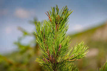 Closeup of pine trees in Tatra Mountains