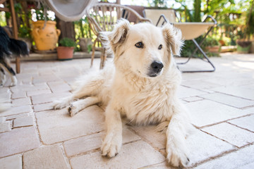 Fototapete bei efototapeten.de bestellen   