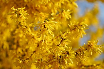 Forsythie Close up