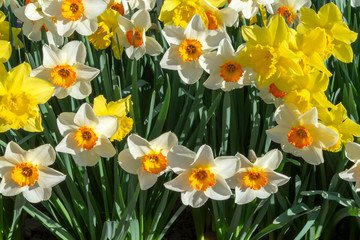 Obraz premium Narcisi