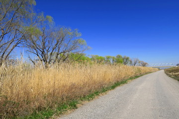 芽吹きの木々と砂利道と枯れ草のある江戸川河川敷風景