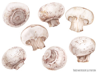 watercolor illustration of champignon
