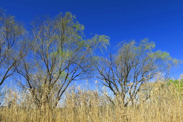 芽吹きの木々と枯れ草のある江戸川河川敷風景