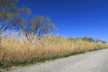 Obraz premium 芽吹きの木々と砂利道と枯れ草のある江戸川河川敷風景