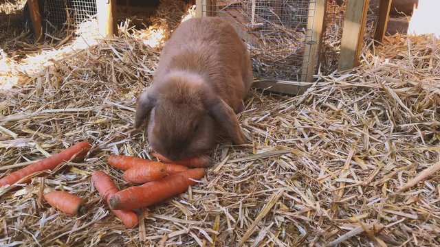 beautiful brown, young and sweet widder rabbit eats fresh carrots in the rabbit hutch
