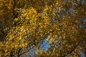 autumn leaves on tree