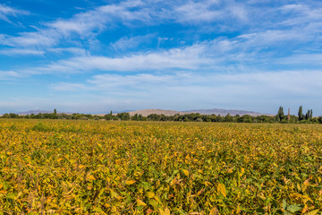 Soy bean close up. Soybean in field. Ripe soybean pods close up, cultivated organic agricultural crop