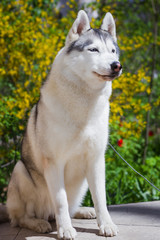 Close-up portrait of a dog. Siberian Husky with blue eyes. Sled dog on the background of spring flowers.