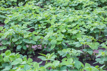 Fresh green soy plants on the field in spring