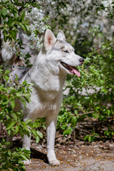 Naklejka na ściany i meble Close-up portrait of a dog. Siberian Husky with blue eyes. Sled dog on the background of spring flowers.