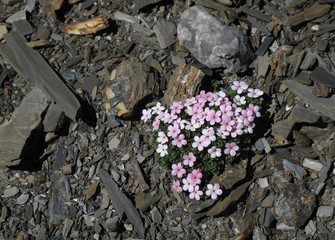 Alpen-Mannsschild, Parc Ela