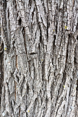 Gray inconspicuous bark of a spring tree covered with bright colors of moss and lichen.