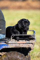 A BLack Labrador Retriever on an ATV on a Minnesota Farm