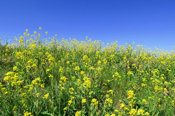 菜の花咲く江戸川土手風景