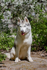 Close-up portrait of a dog. Siberian Husky with blue eyes. Sled dog on the background of spring flowers.