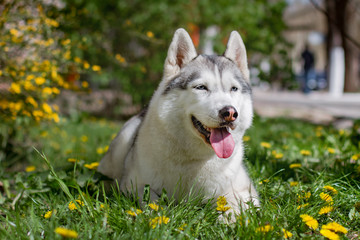 Close-up portrait of a dog. Siberian Husky with blue eyes. Sled dog on the background of spring flowers.