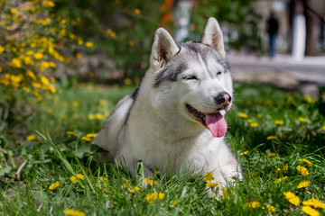 Close-up portrait of a dog. Siberian Husky with blue eyes. Sled dog on the background of spring flowers.