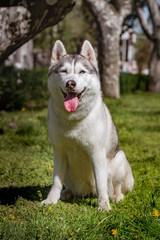 Close-up portrait of a dog. Siberian Husky with blue eyes. Sled dog on the background of spring flowers.