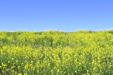Obraz premium 菜の花咲く江戸川土手風景