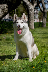 Close-up portrait of a dog. Siberian Husky with blue eyes. Sled dog on the background of spring flowers.