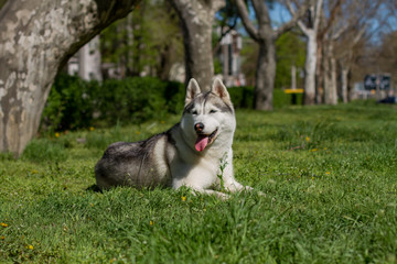 Close-up portrait of a dog. Siberian Husky with blue eyes. Sled dog on the background of spring flowers.