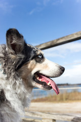 Hund mit blauen Augen am Strand auf einer Brücke