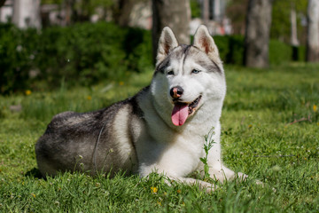 Close-up portrait of a dog. Siberian Husky with blue eyes. Sled dog on the background of spring flowers.