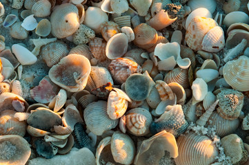 shell deposit