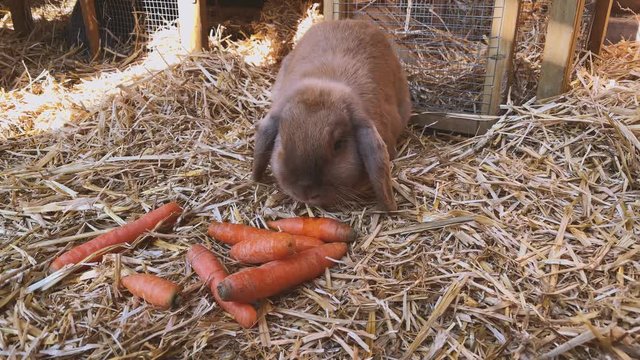 beautiful brown, young and sweet widder rabbit eats fresh carrots in the rabbit hutch