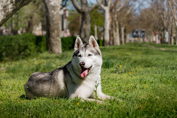 Close-up portrait of a dog. Siberian Husky with blue eyes. Sled dog on the background of spring flowers.