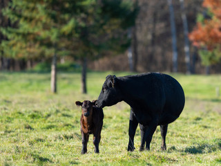 Black Angus Cow and her calf