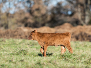 Fototapeta premium Young Beef Calf