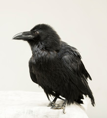 beautiful young black raven on a white background