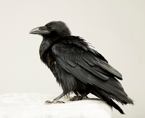 beautiful young black raven on a white background