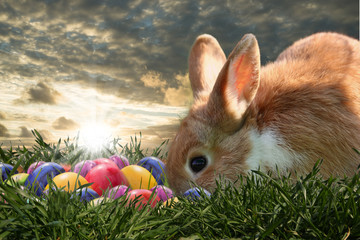 easter eggs in the gras with a rabbit