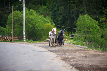 Obraz premium Concept of road trip. Traditional transylvanian horse walking on highway to Romanian village, shot from car. Woman sitting in wooden cart full of wood pulled by horses. Peasants on carriage