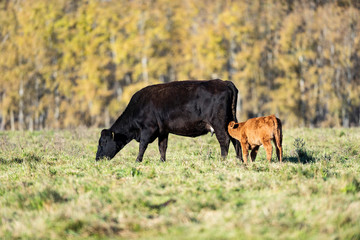 Black Angus cow and calf