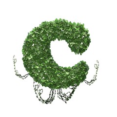 Letter C created of green ivy leaves - isolated on a white background