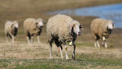 Four sheep walking in the pasture