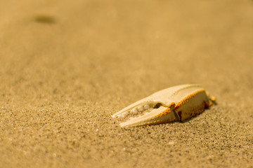 Crab claw