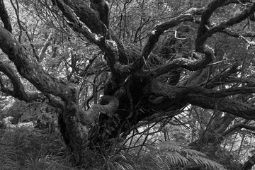 Dry tree in a tropical rain forest in black and white