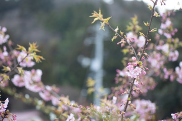 花・桜