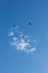 clouds and birds in the sky