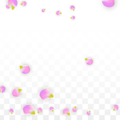 Vector Realistic Pink Petals Falling on Transparent Background.  Spring Romantic Flowers Illustration. Flying Petals. Sakura Spa Design. Blossom Confetti.