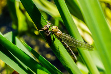 a newly born dragonfly sits on a blade of grass and dries its wings