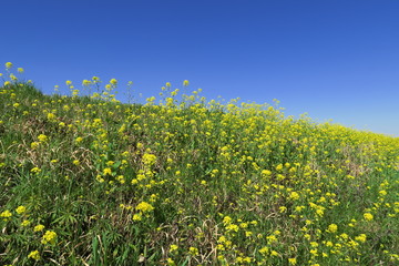 菜の花咲く江戸川土手風景