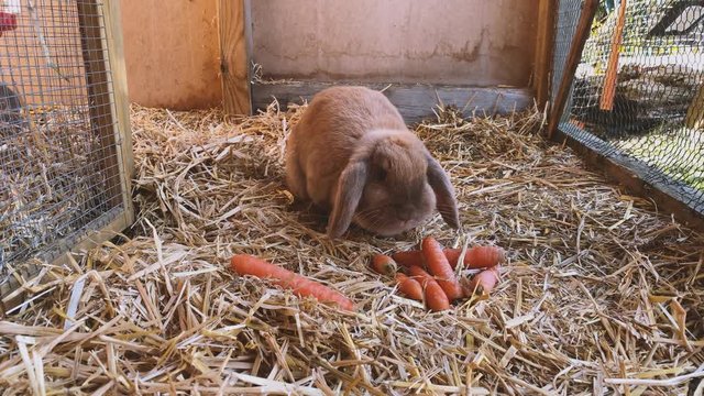 beautiful brown, young and sweet widder rabbit eats fresh carrots in the rabbit hutch