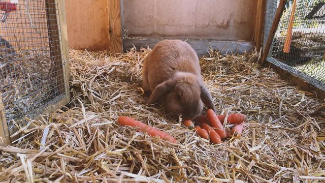 beautiful brown, young and sweet widder rabbit eats fresh carrots in the rabbit hutch