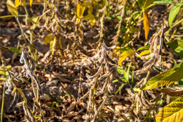 Soy bean close up. Soybean in field. Ripe soybean pods close up, cultivated organic agricultural crop